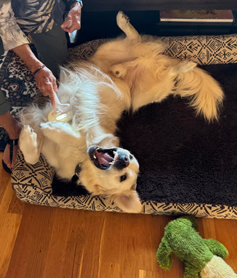 Sensitive or Anxious Pets