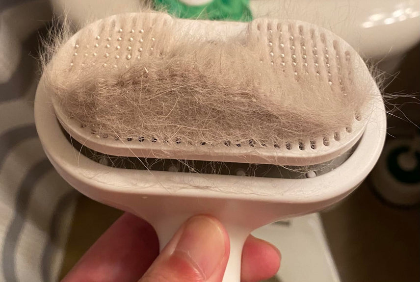 Review by Emily R., Dog Owner